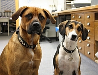 Carl und Nele - unsere tierischen Kollegen